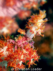 Soft Coral Crab - on the house reef at the resort. This l... by Christian Loader 